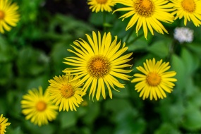 春天黄色野雏菊图片